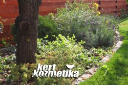 Változatos növényágyás (46)